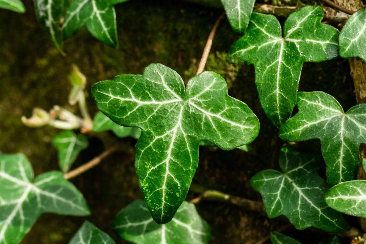 english ivy leaf
