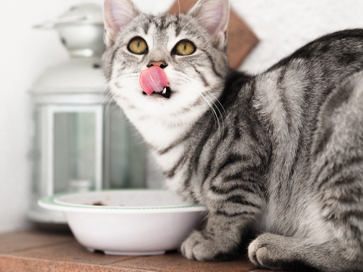 foods that are toxic to cats cat eating out of bowl