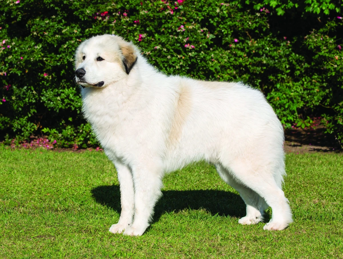great pyrenees on the lawn