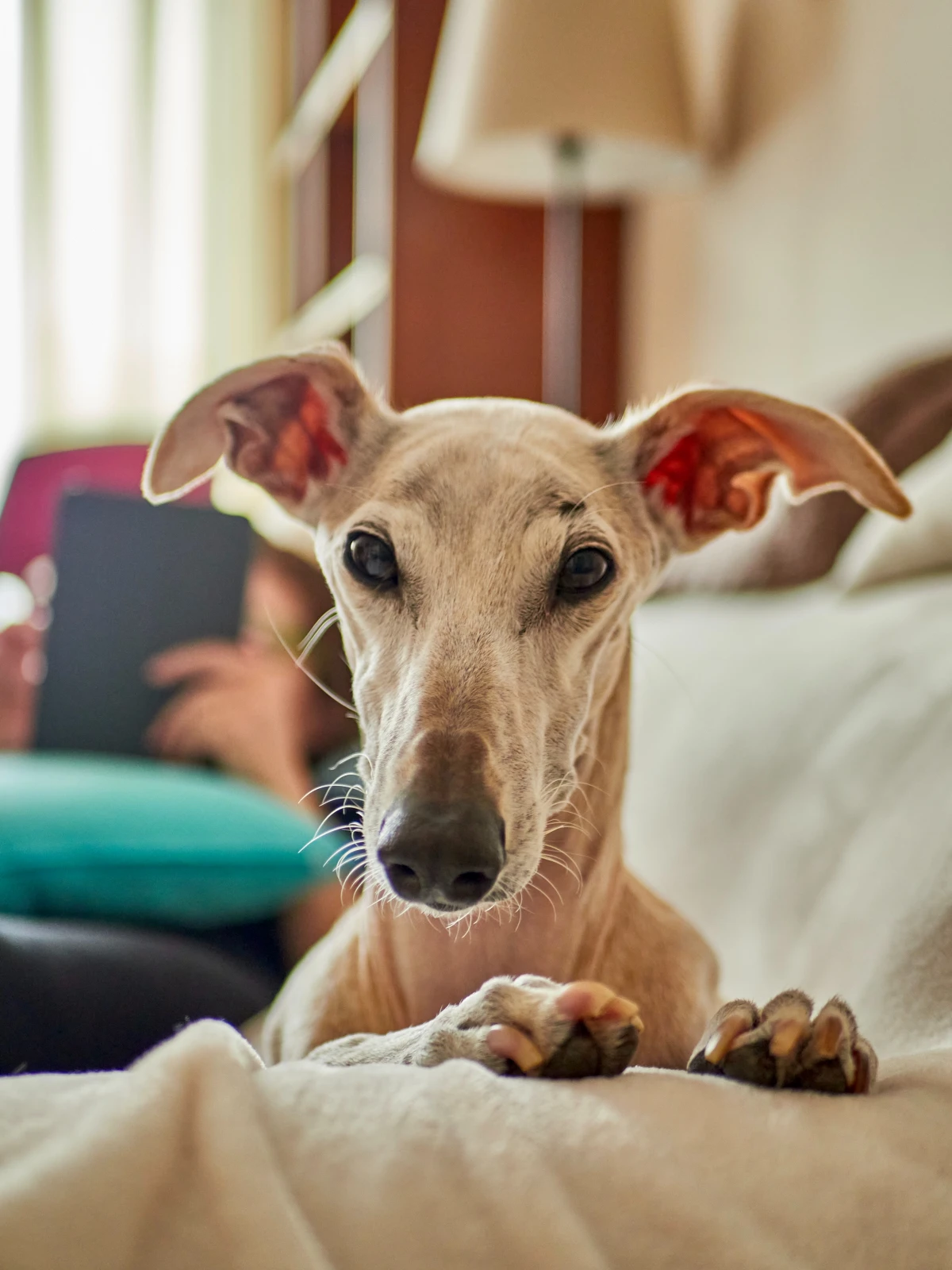 greyhound on couch