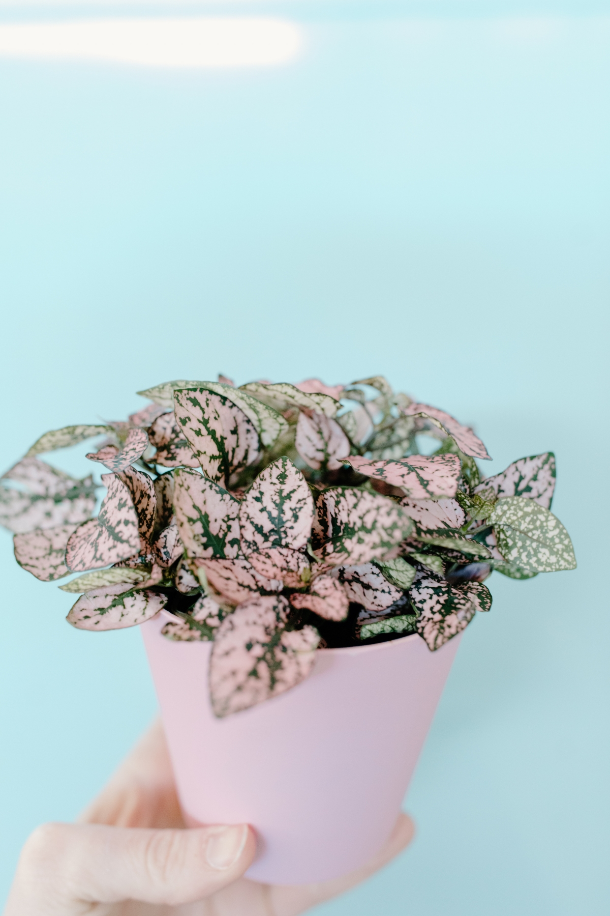 houseplants with pink and green leaves