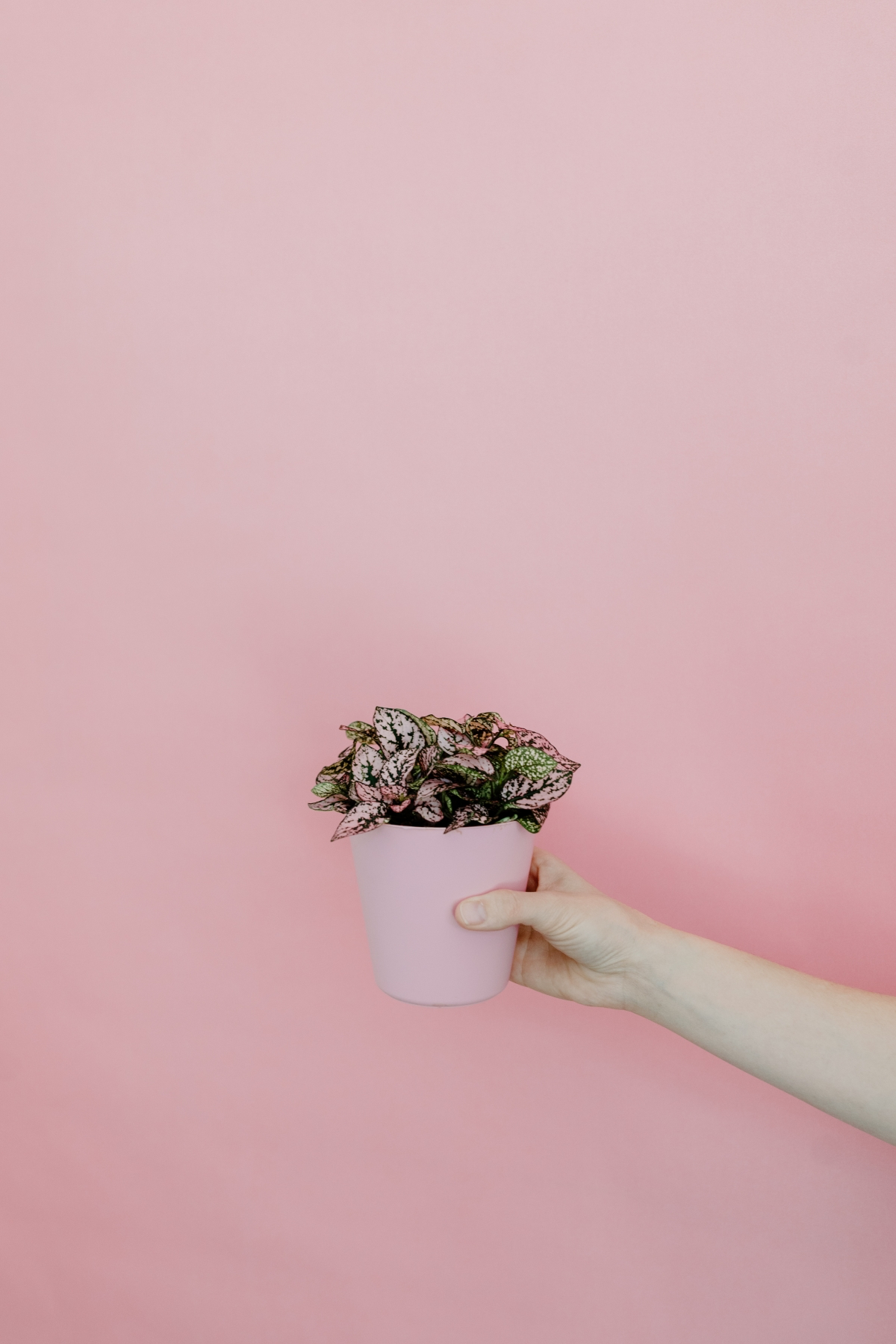 houseplants with pink and green leaves