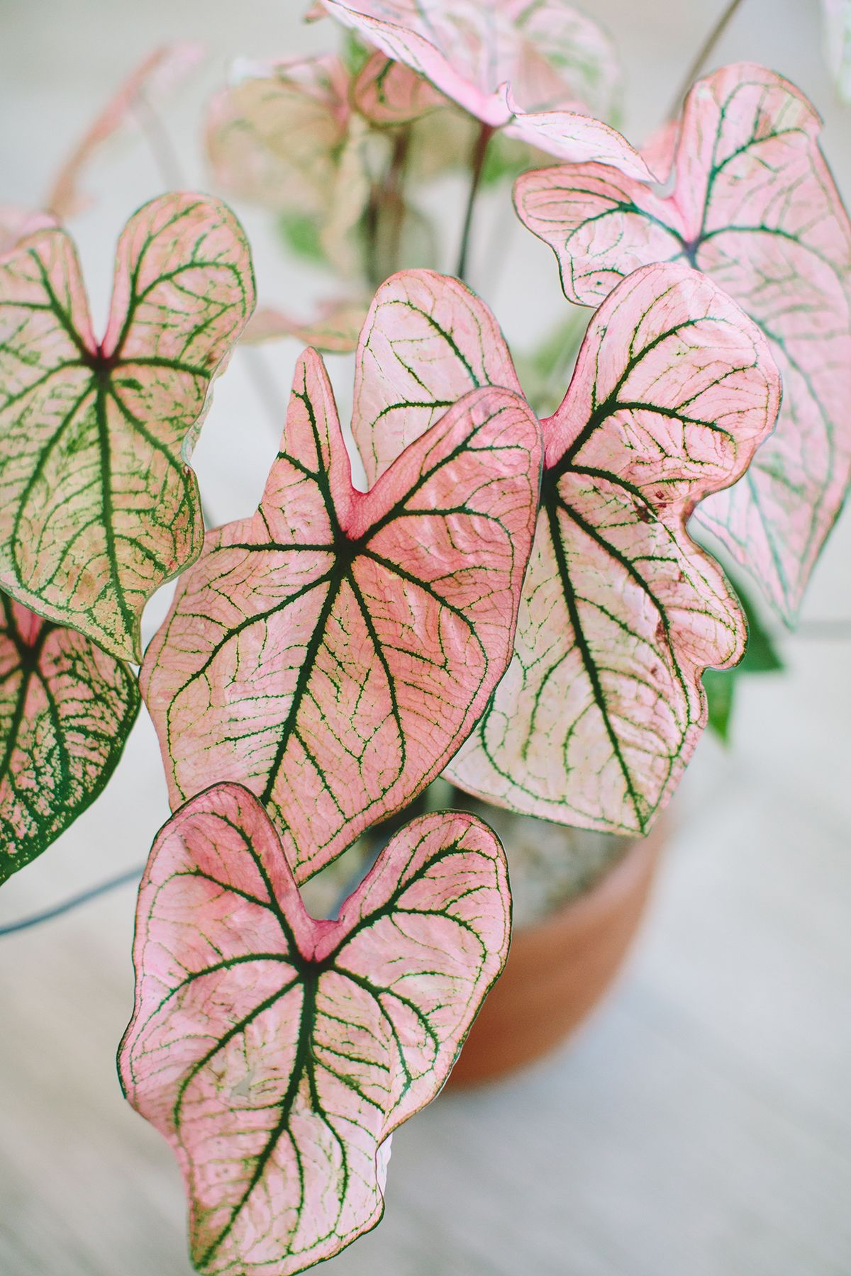 houseplants with pink leaves