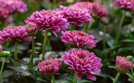 how to keep chrysanthemums blooming pink mums