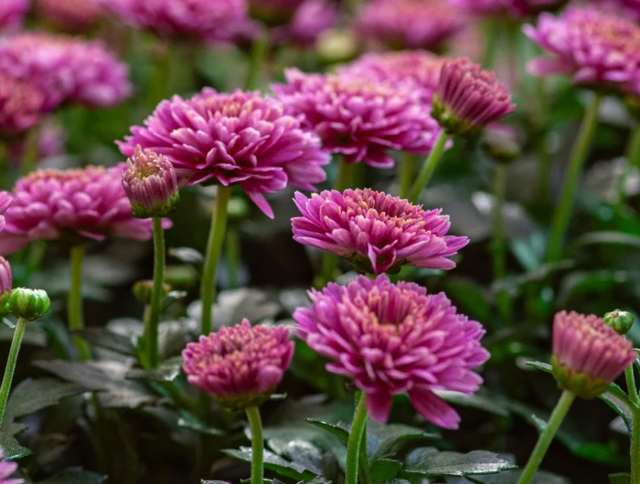how to keep chrysanthemums blooming pink mums