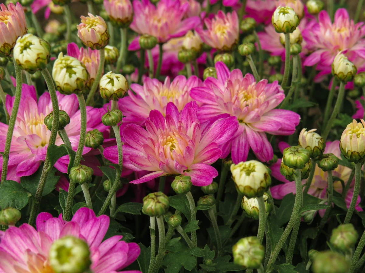 how to keep chrysanthemums blooming pink mums in the garden