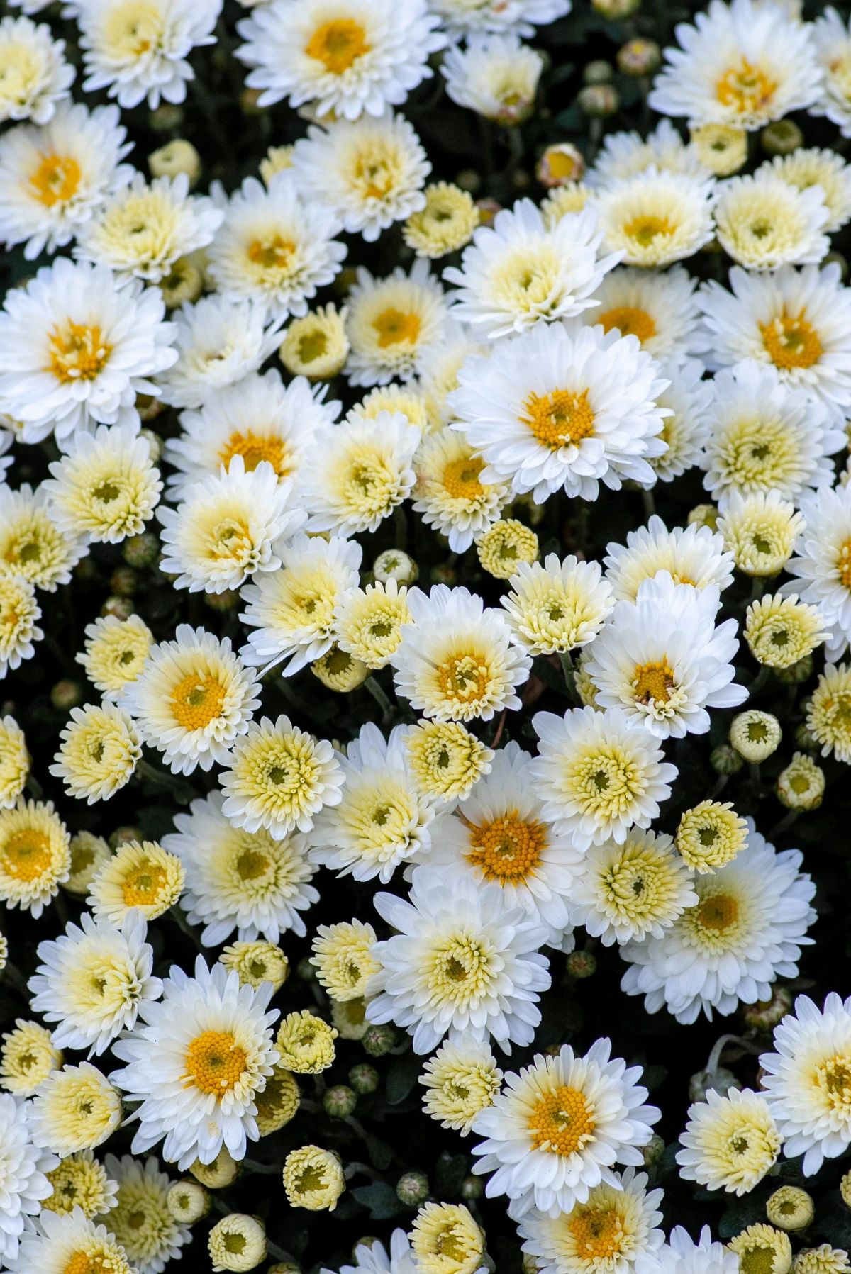 how to keep chrysanthemums blooming white mums in fall