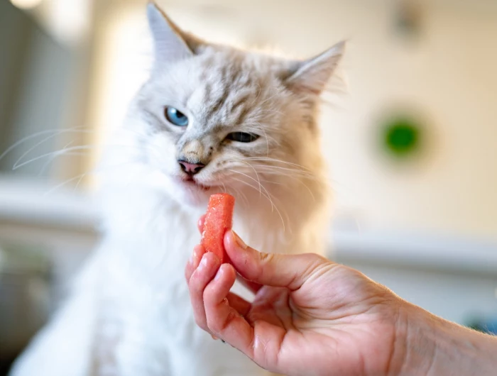 human food you can give to cats