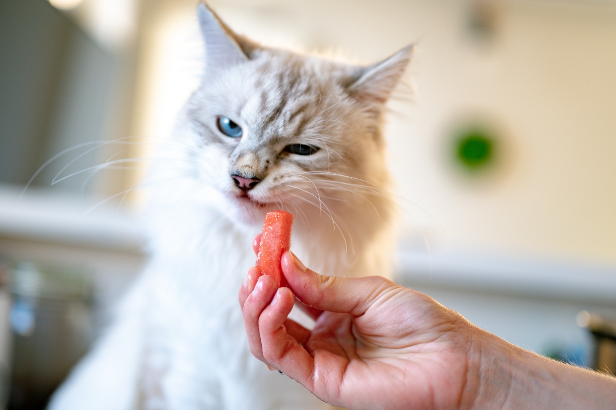 CatSafe Treats 11 Human Foods You Can Safely Feed Your Cat