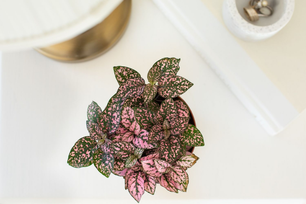indoor houseplants with pink and green leaves