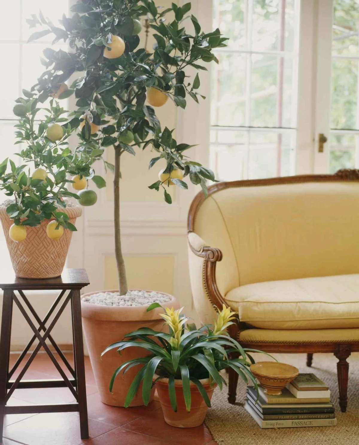 indoor trees citrus tree in home