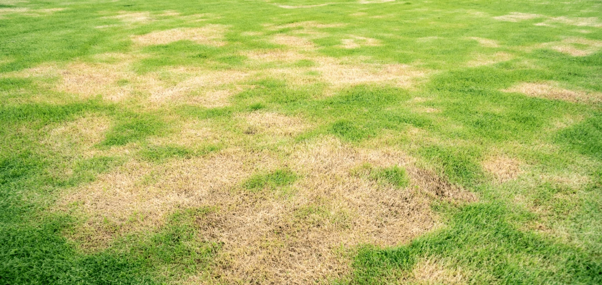 lawn with yellow patches