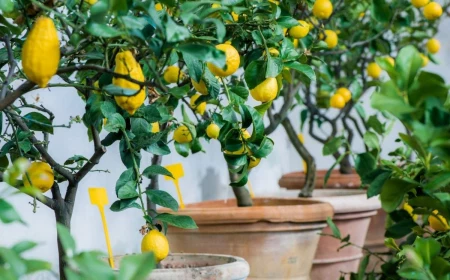 lemon trees in pots