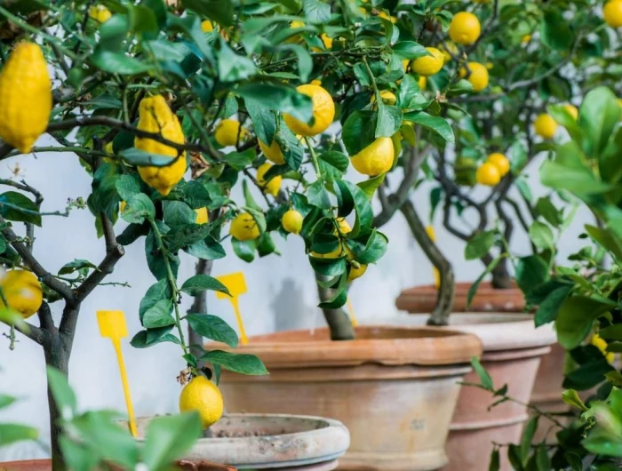lemon trees in pots