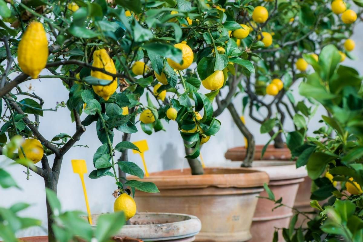 lemon trees in pots