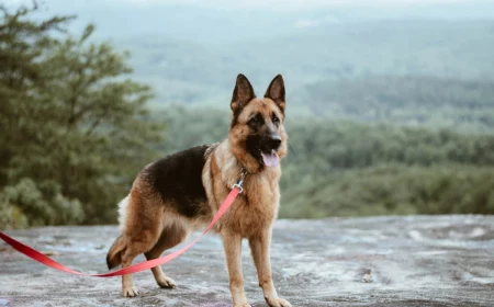most loyal dog breeds german shepherd on a red lease