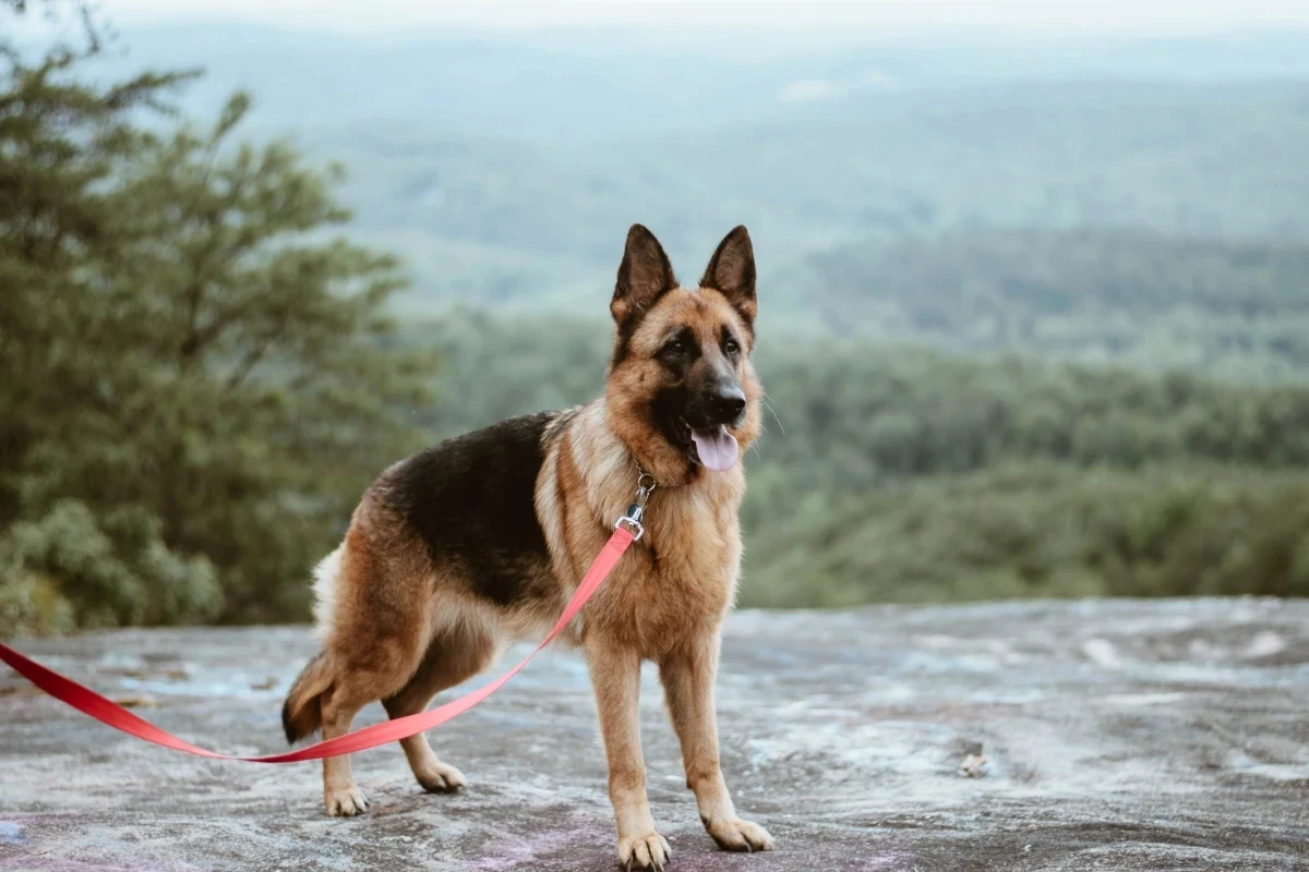 most loyal dog breeds german shepherd on a red lease