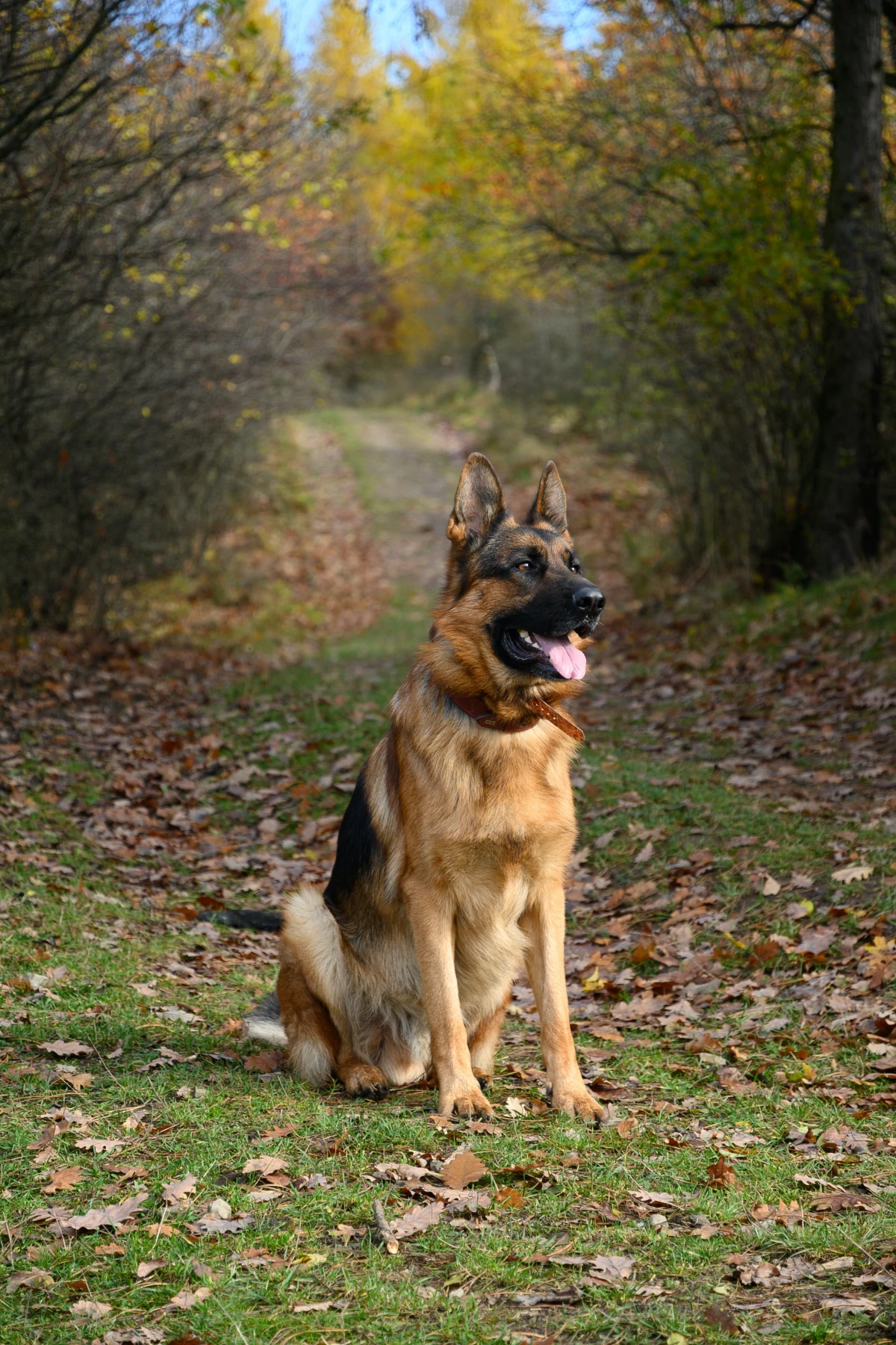 most loyal dog breeds german shepherd