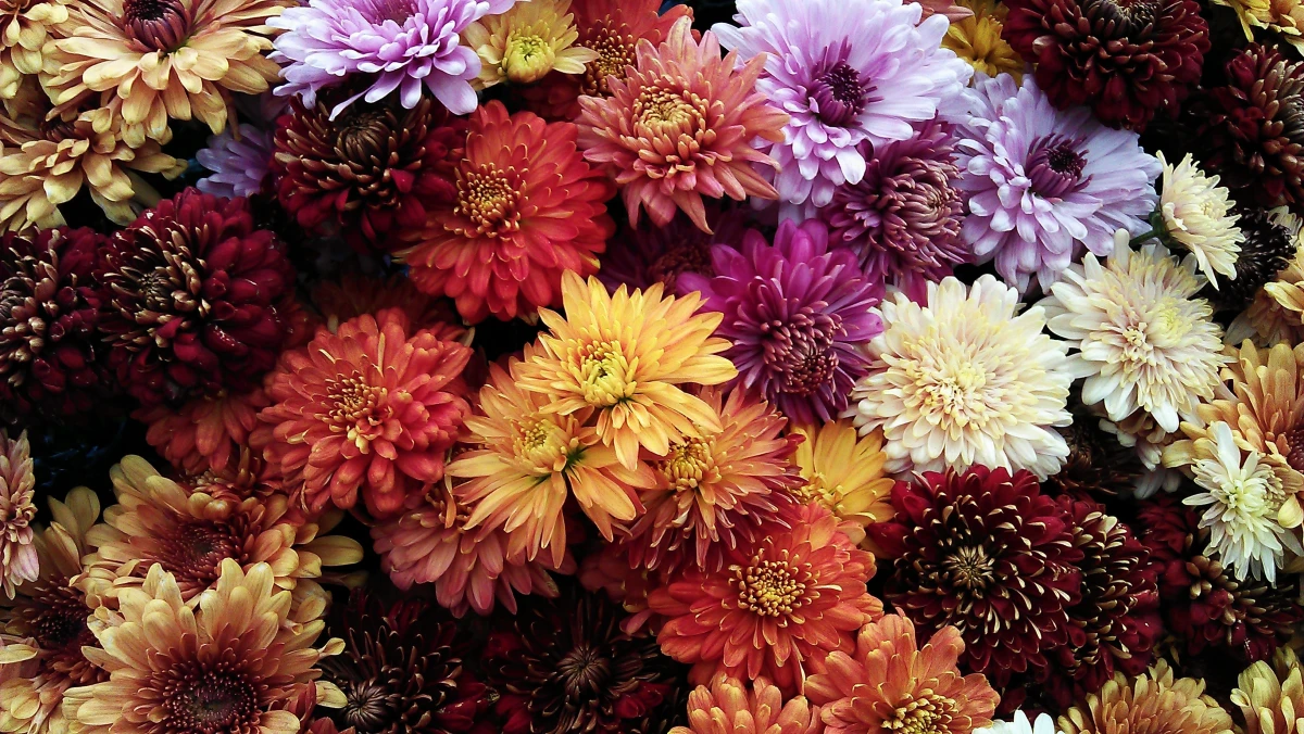 multicolored mums in the garden