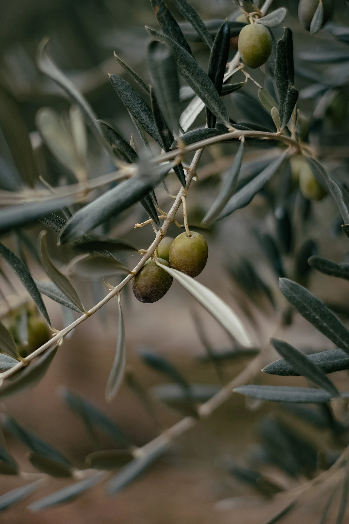 olive tree with olives