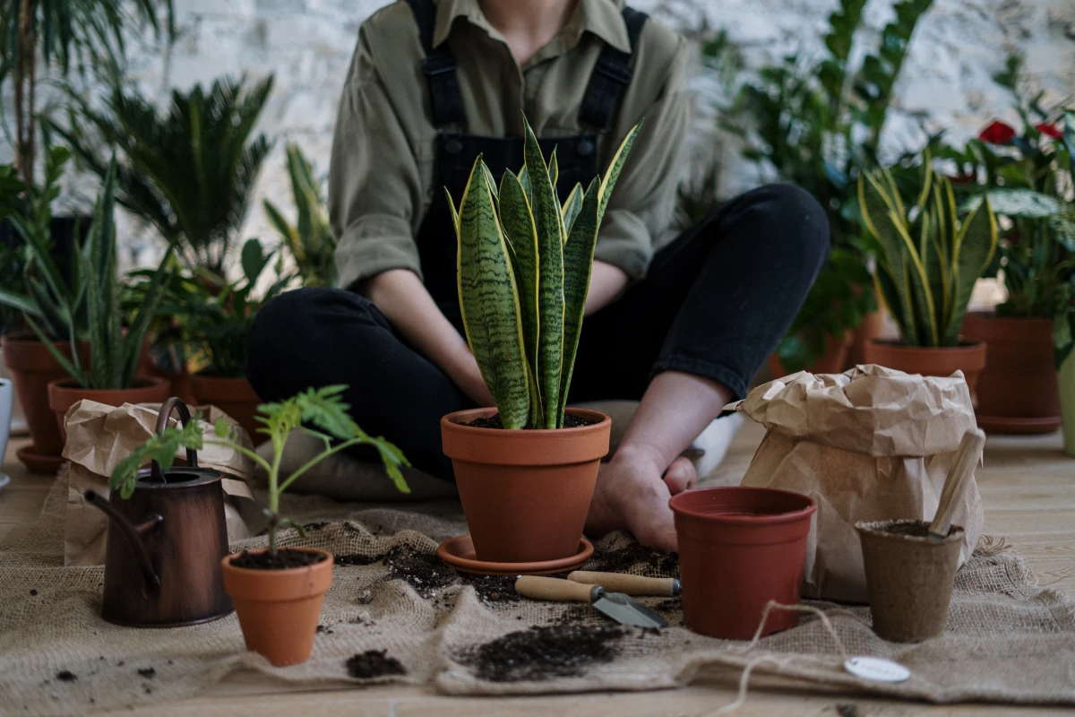 person gardening potted plants
