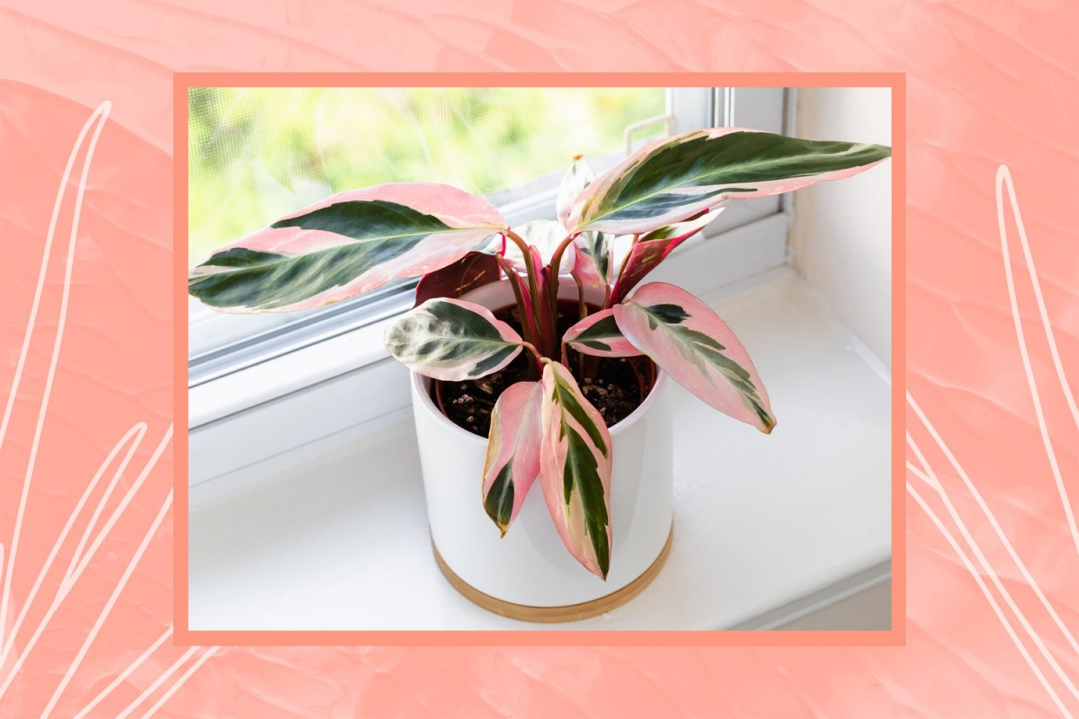 pink houseplants names list