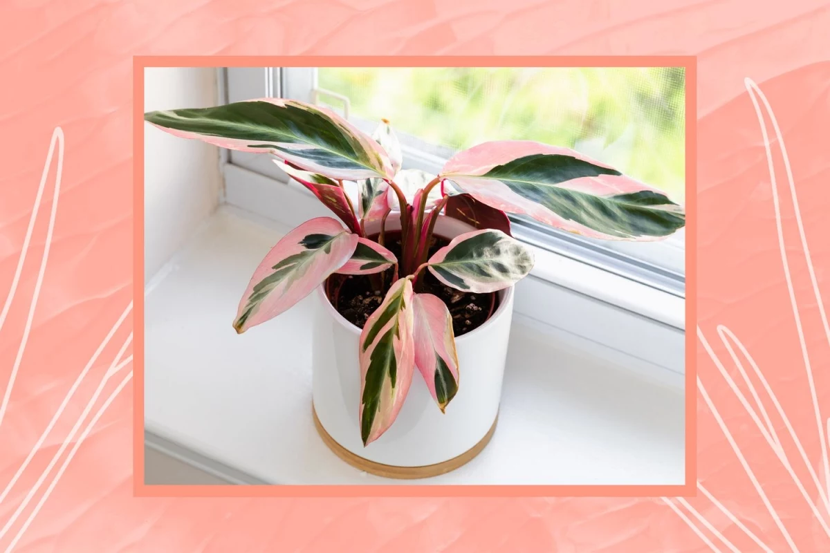 pink houseplants names list