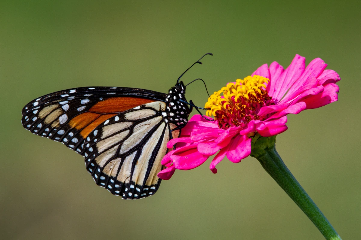 pink zinnia and butterfly