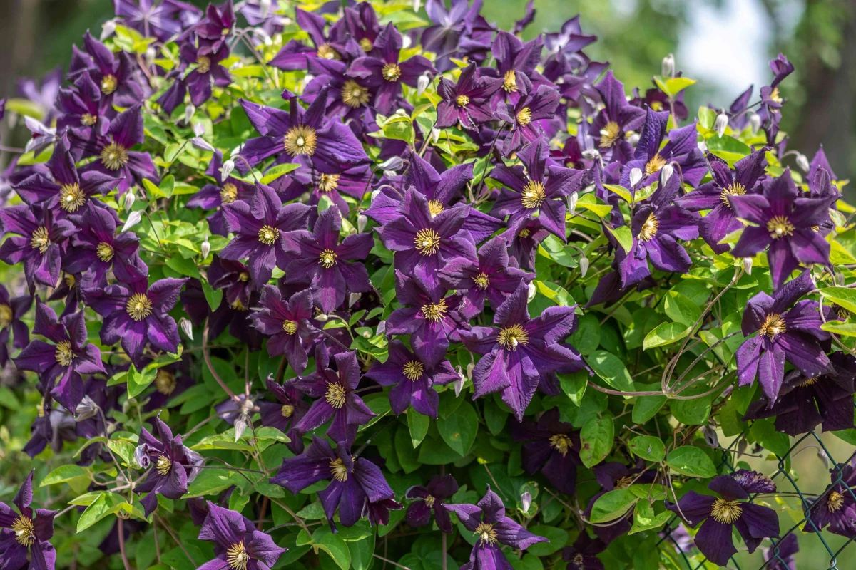 plants that prevent weeds dark purple clematis