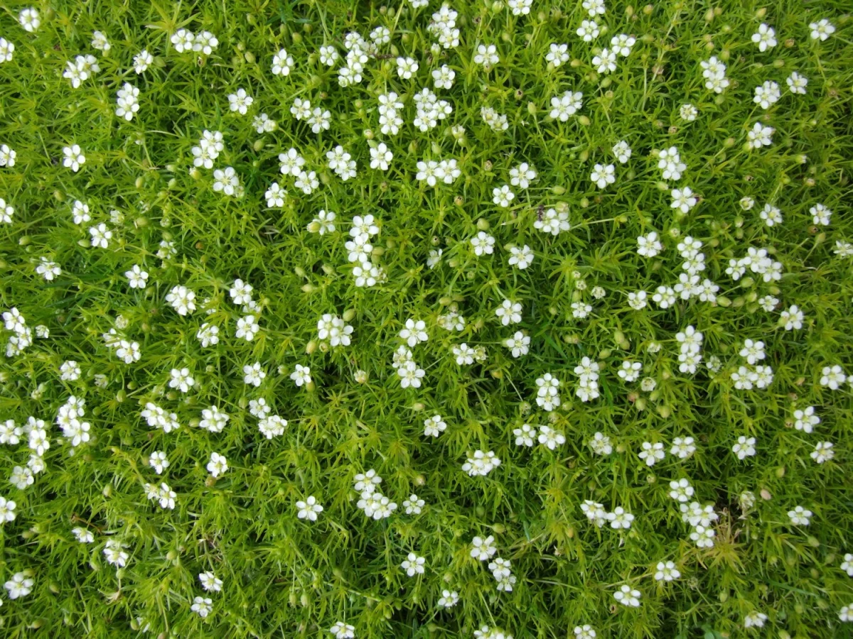 plants that prevent weeds green and white flowers irish moss