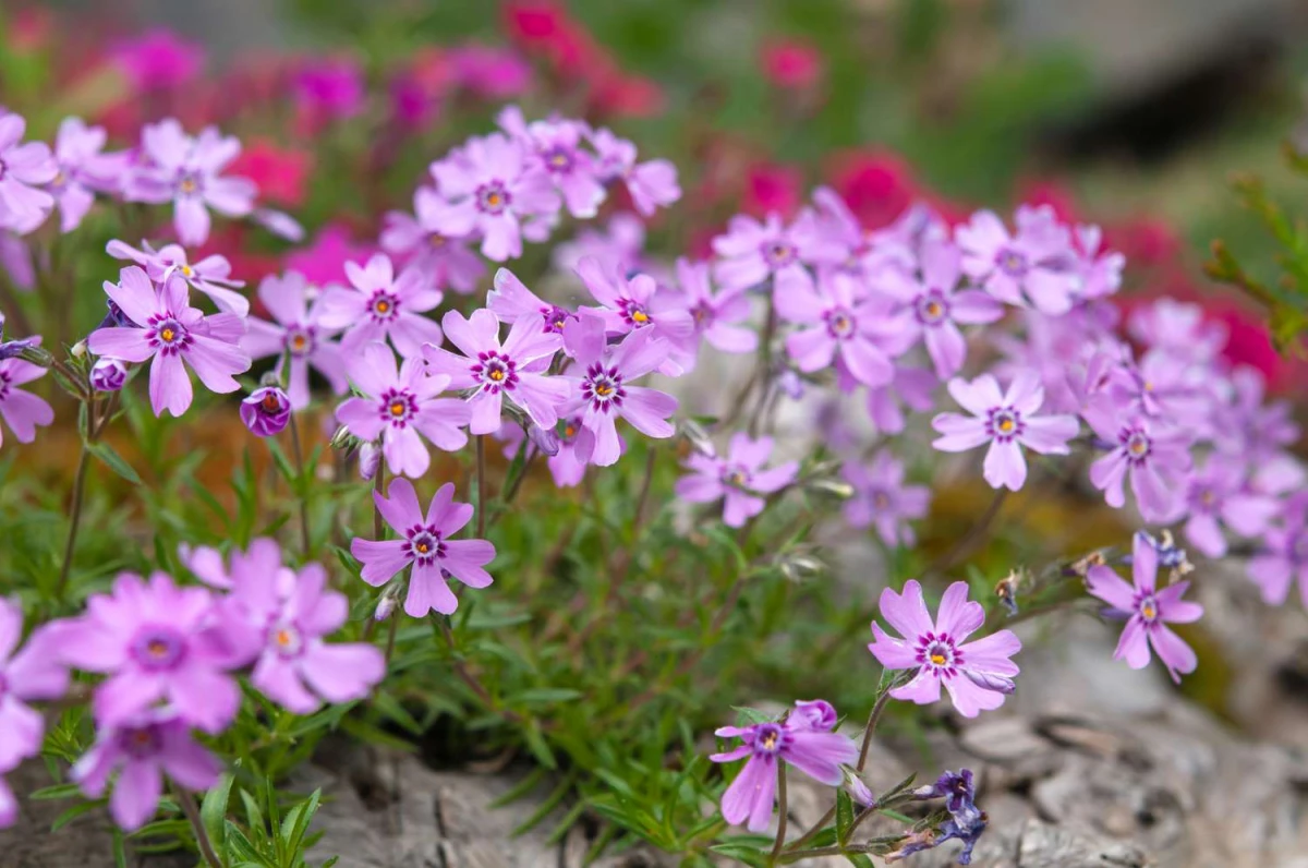 plants that prevent weeds purple creeping phlox