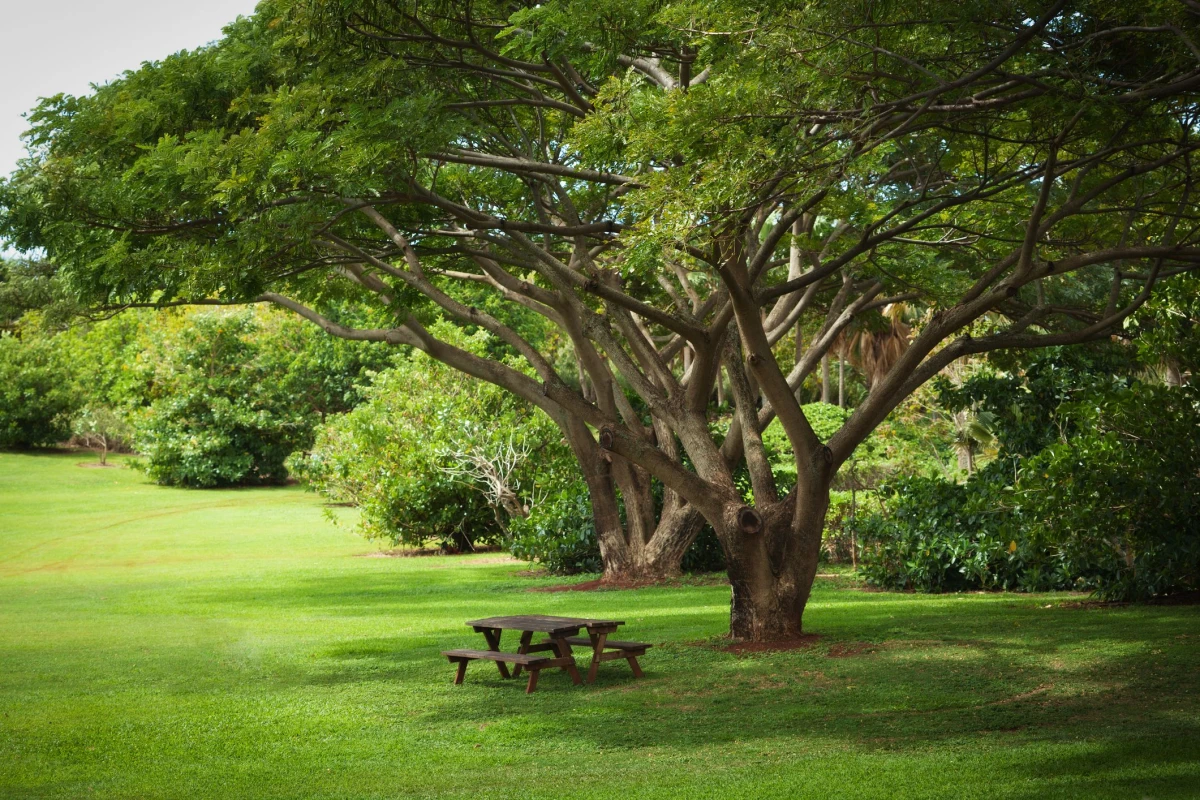 tropical garden with picnic benches4
