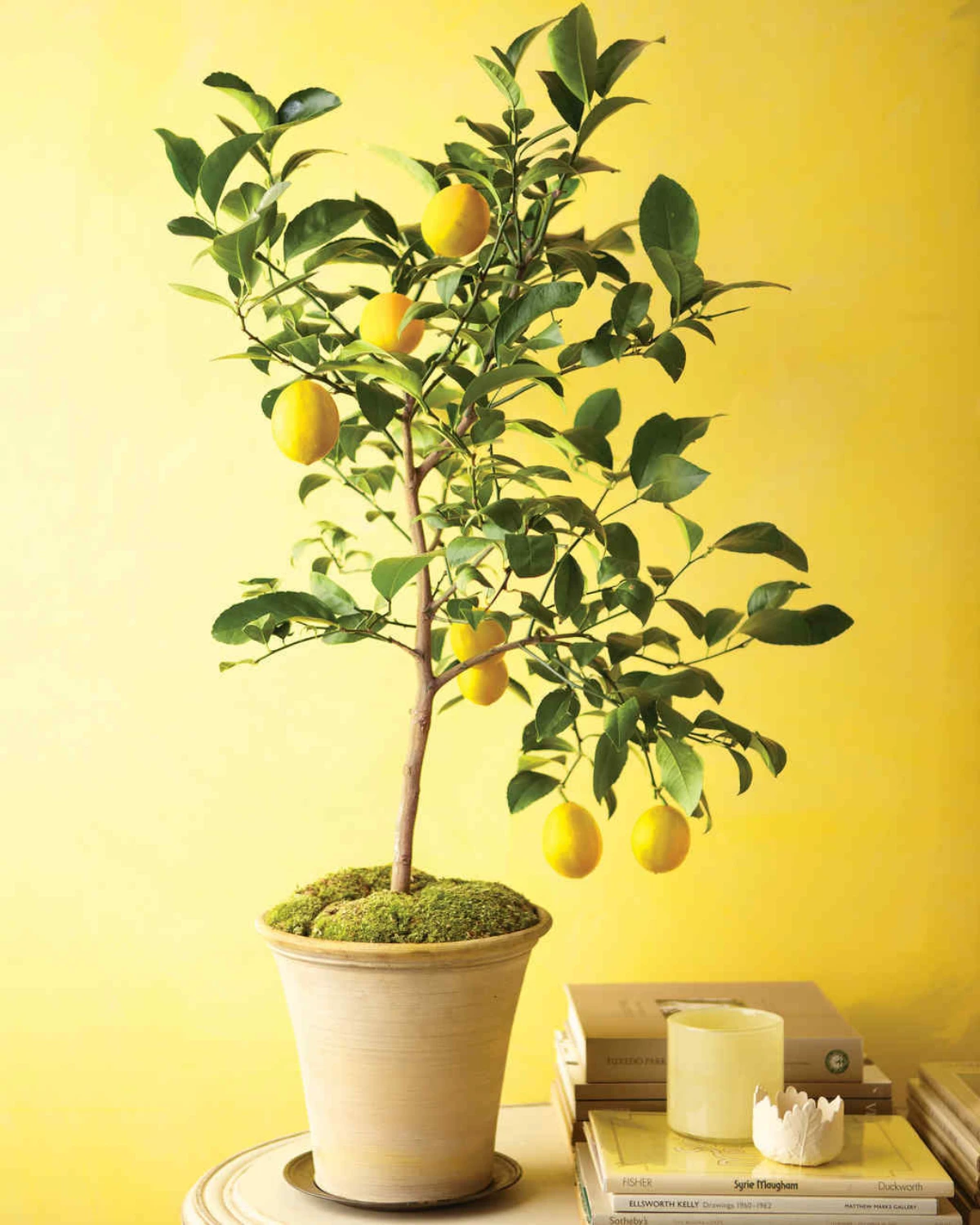 yellow lemon tree