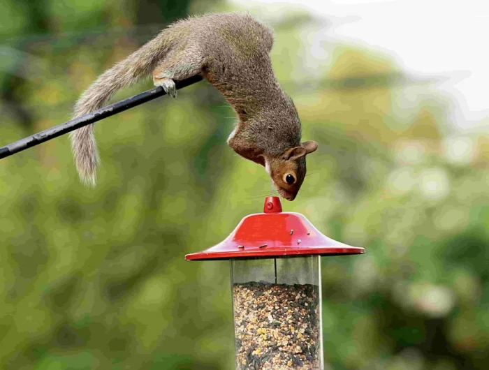 how do you make a squirrel proof bird feederjpg