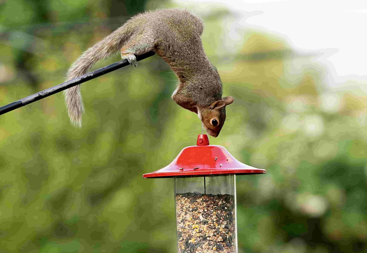 how do you make a squirrel proof bird feederjpg