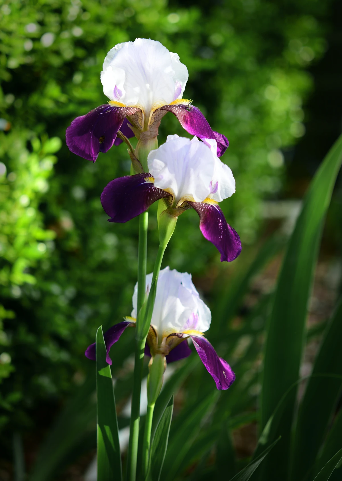 bearded iris flowers