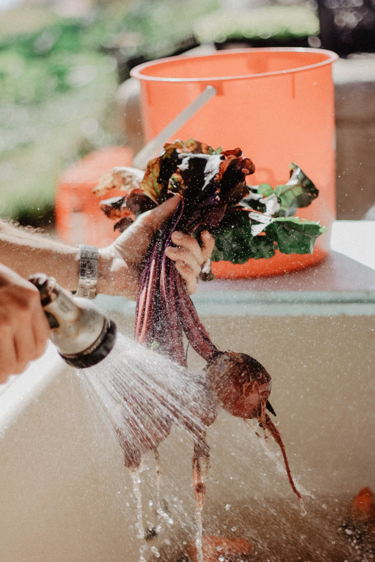 benefits of indoor gardening person washing beets