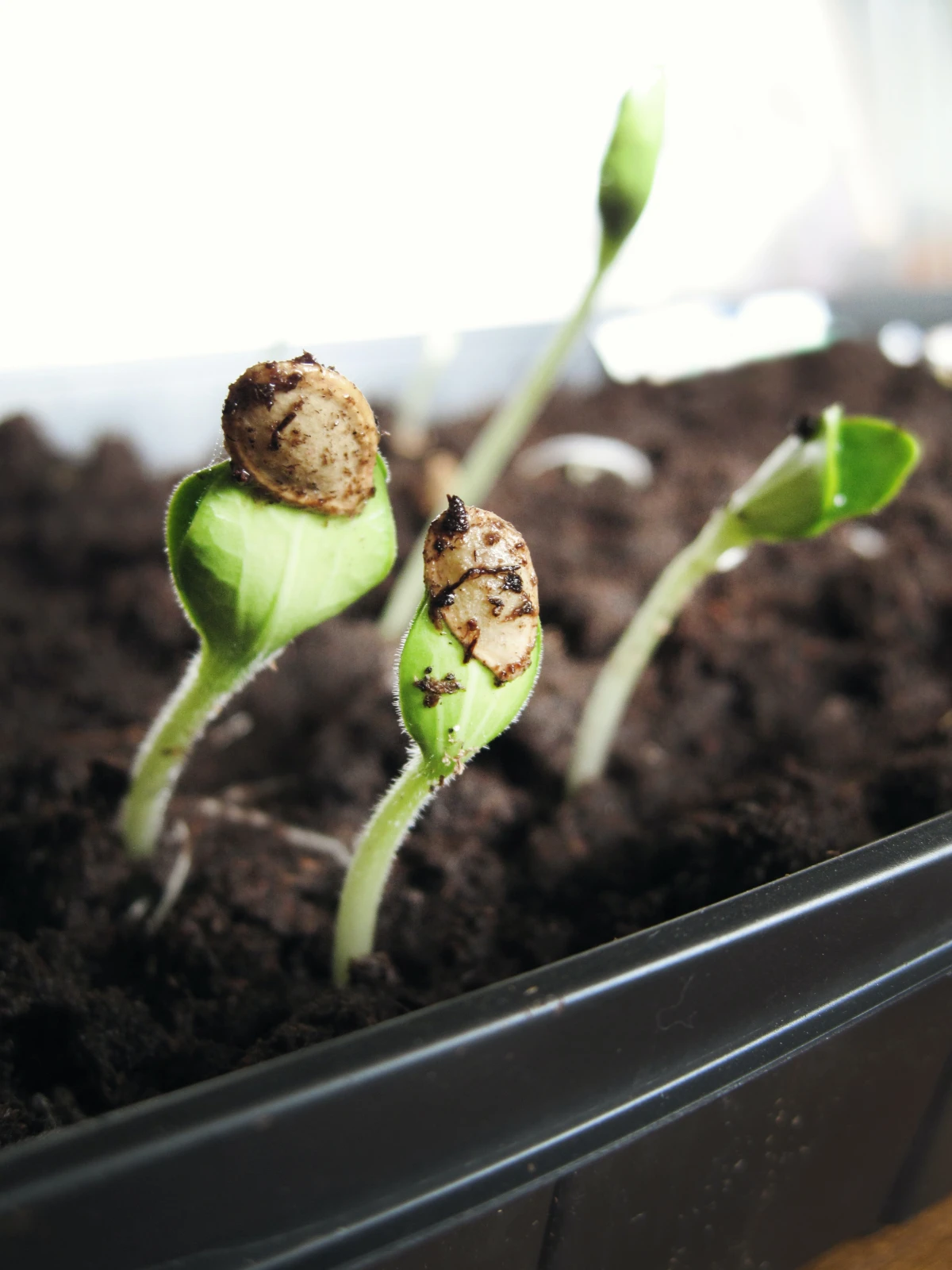 benefits of indoor gardening sprouting seeds