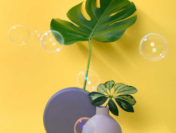 Shower in Green: 6 Houseplants to Place in The Bathroom