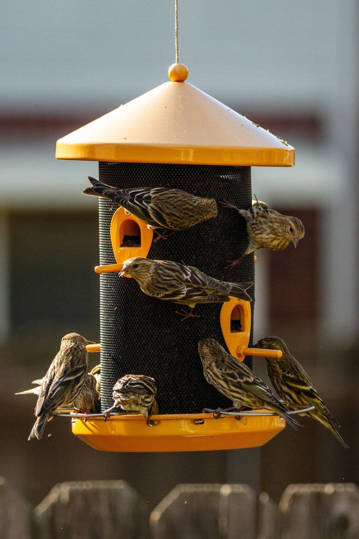 bird feeder with multiple birds