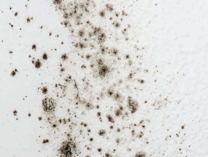 black mold on white wall