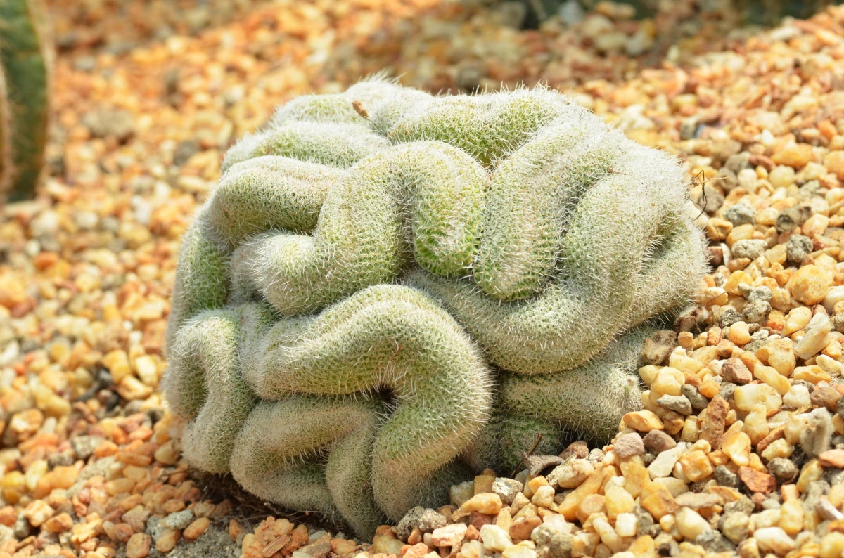 brain cactus in the gardens