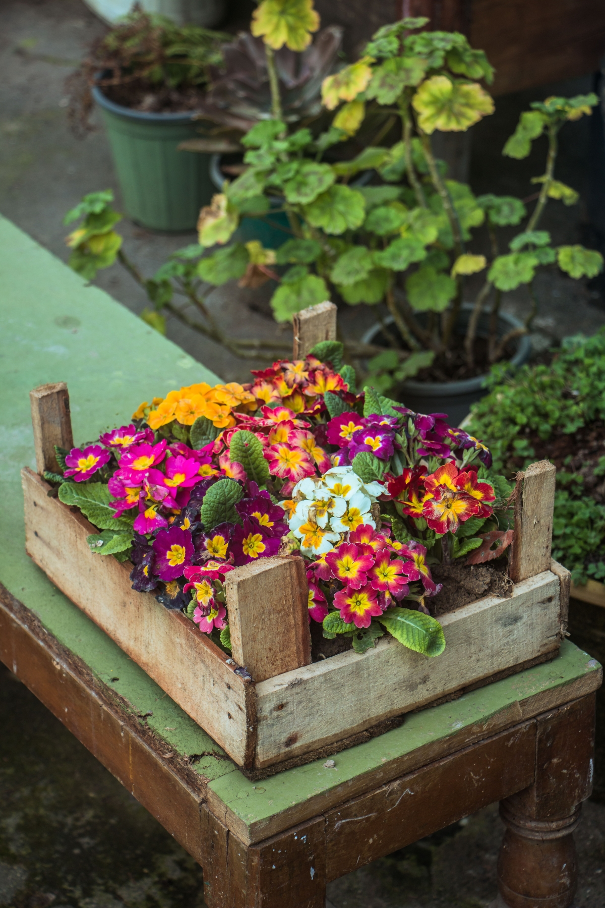 bulb flowers to plant in fall