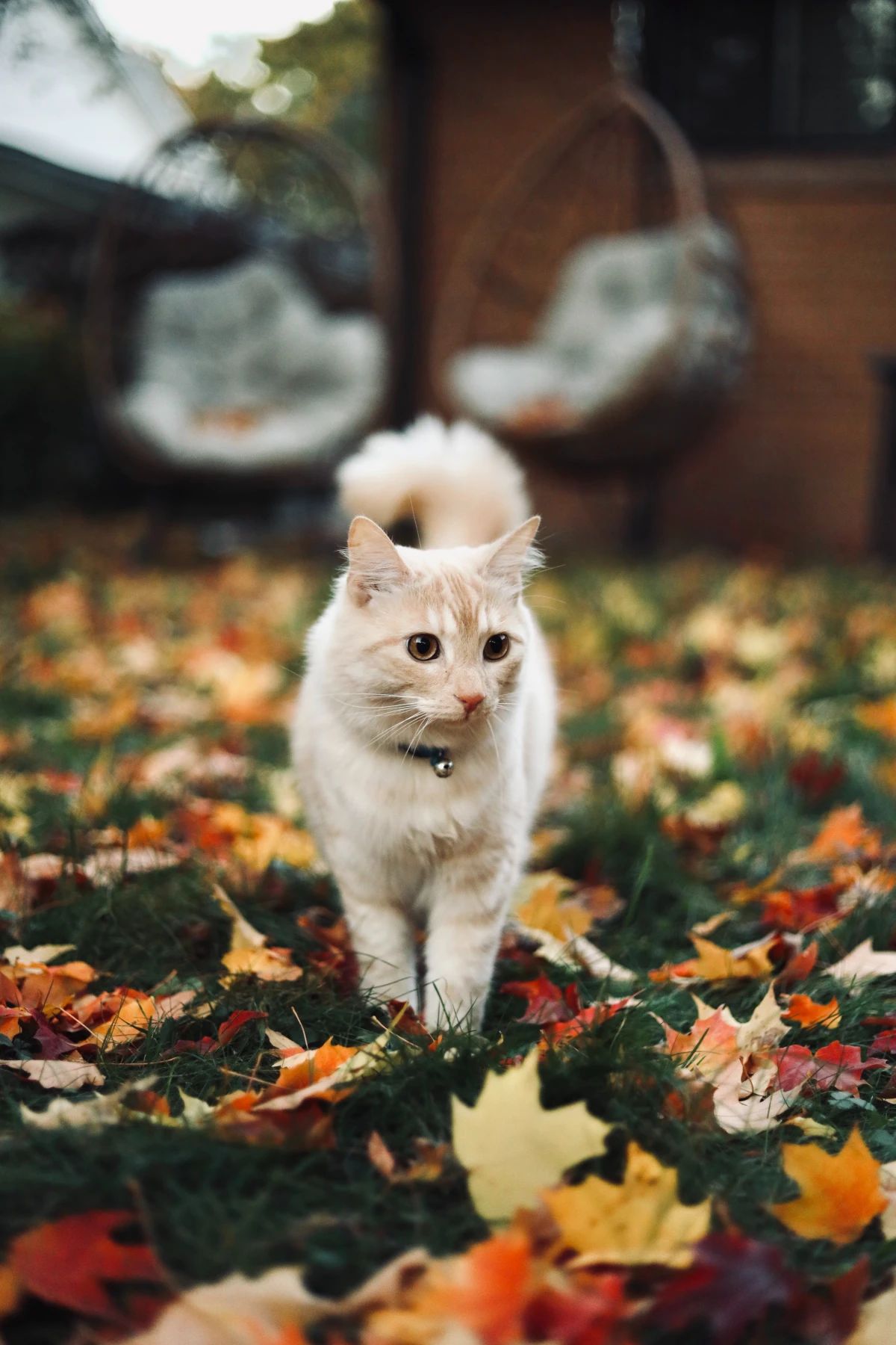 cat in fall garden