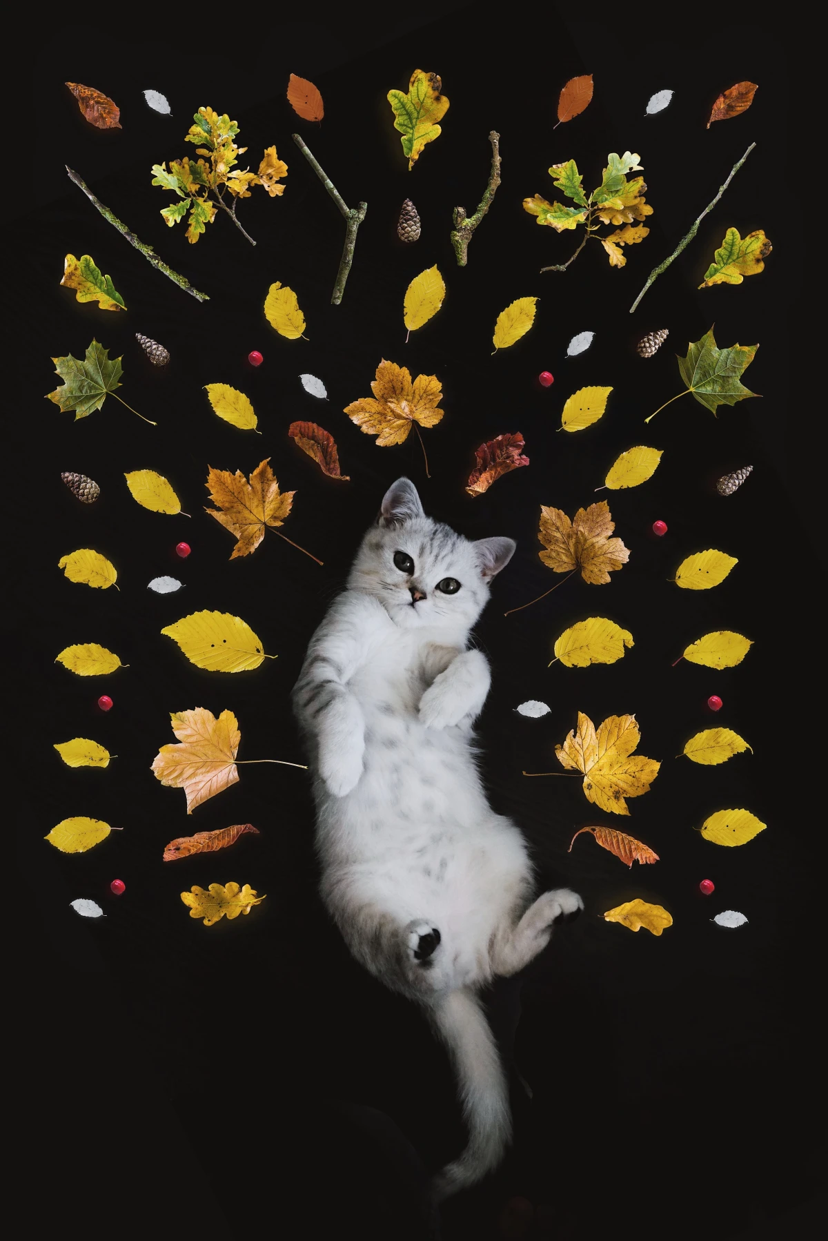 cat surrounded by fall leaves