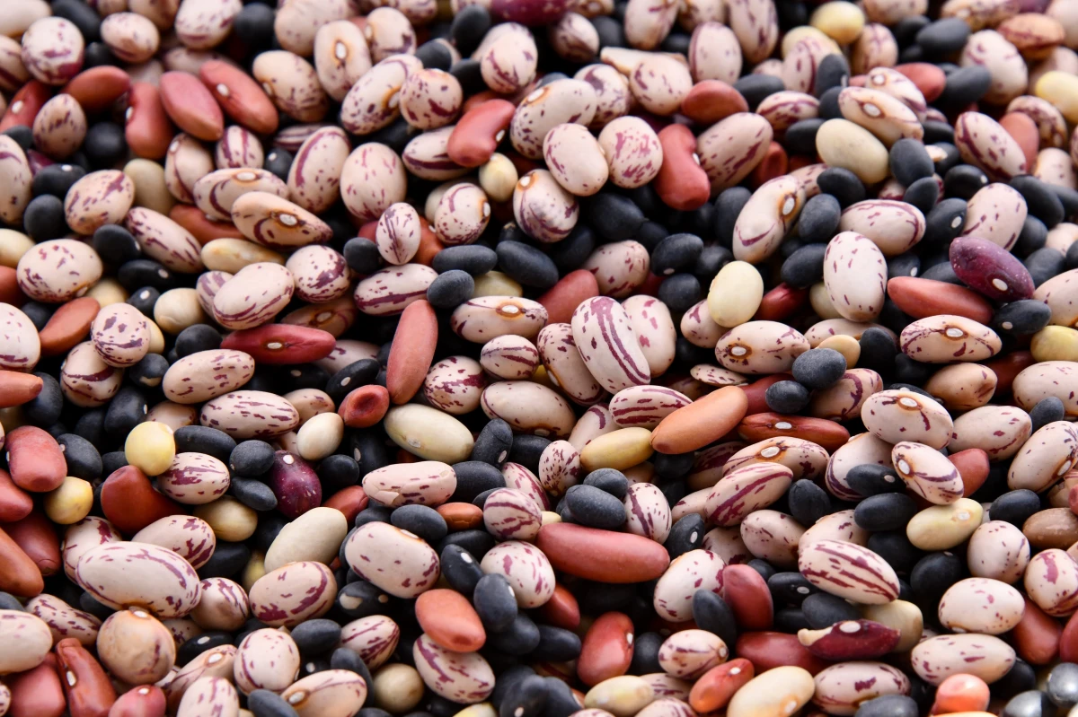 different types of beans