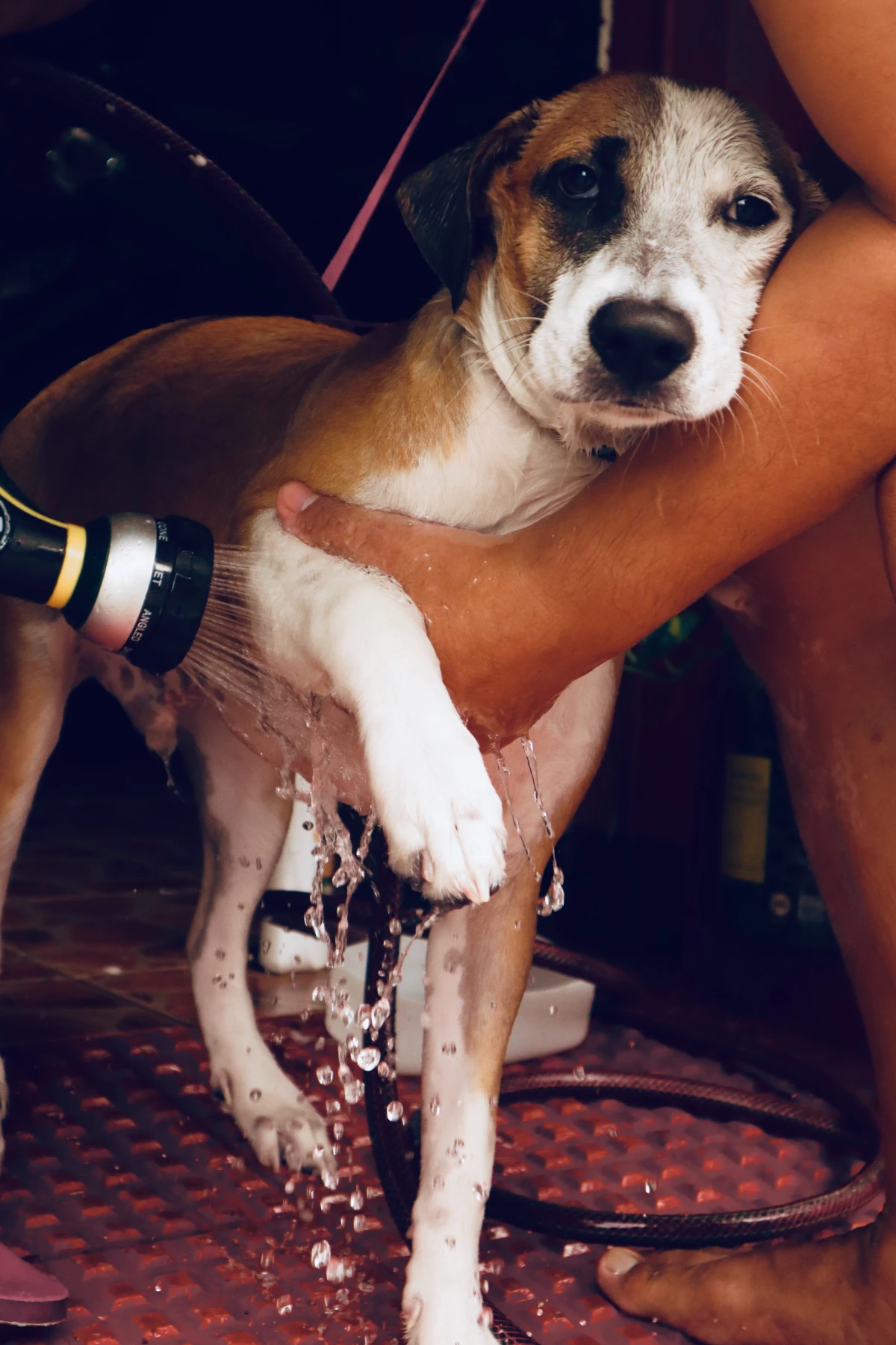 dog getting paw washed