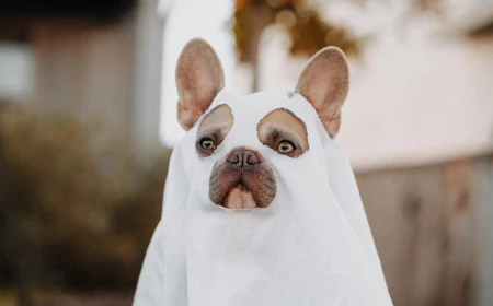 dog in a halloween costume