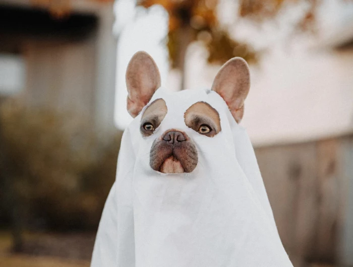 dog in a halloween costume