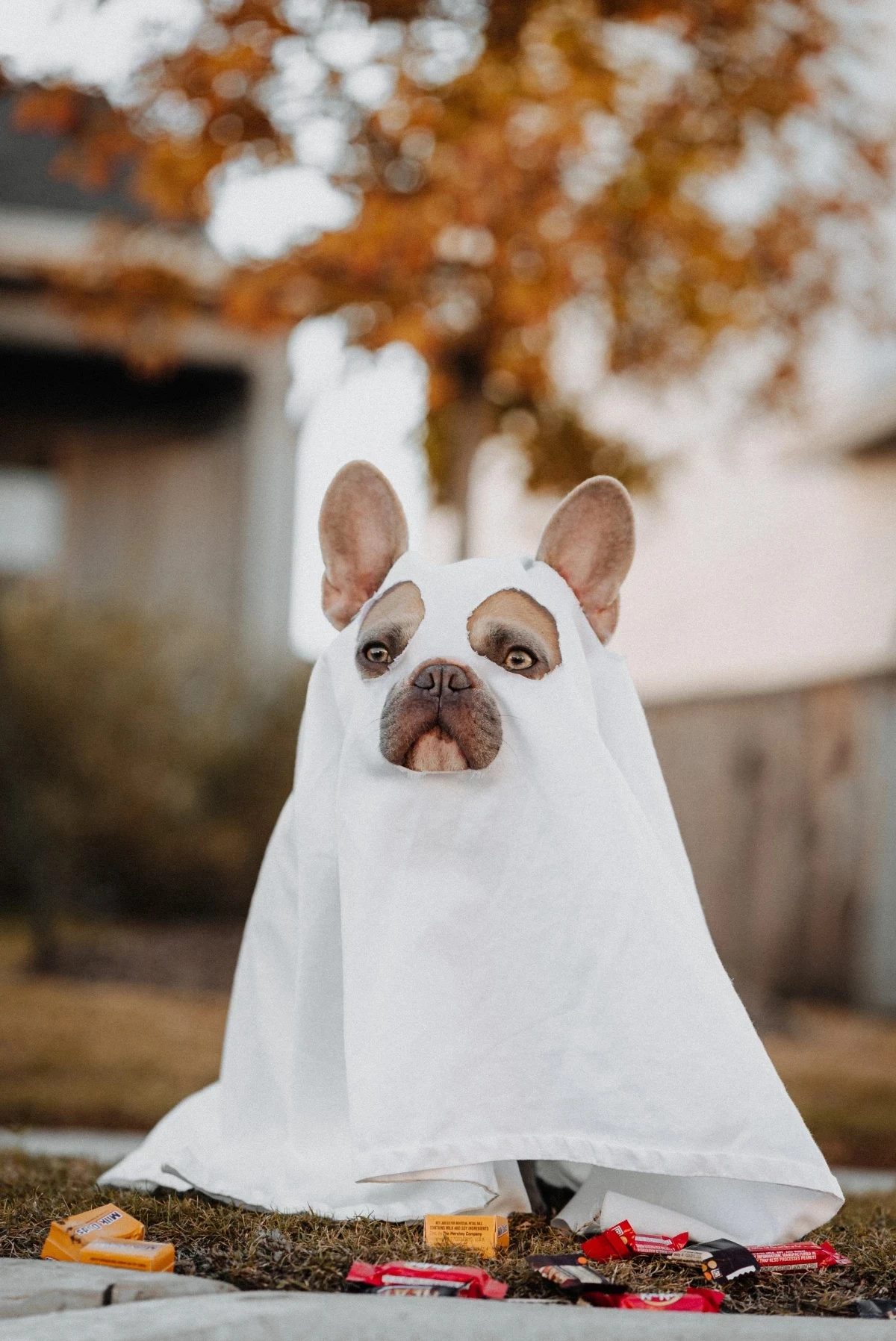 dog in a halloween costume